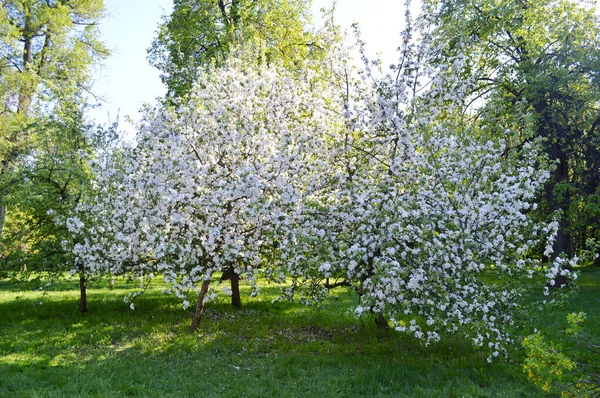 Flores Blancas Los Cerezos Florecen Día Primavera Parque — Foto de Stock