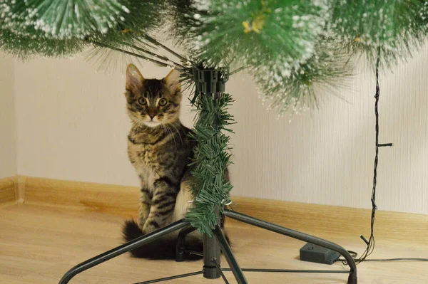 Maine Coon Gatinho Sentado Sob Uma Árvore Natal Artificial — Fotografia de Stock