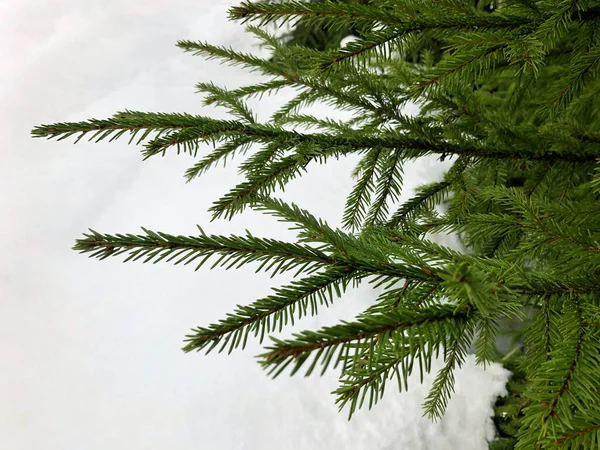 Rama Árbol Navidad Sobre Fondo Nieve Blanca — Foto de Stock