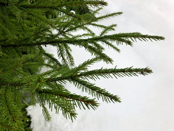 Rama Árbol Navidad Sobre Fondo Nieve Blanca — Foto de Stock