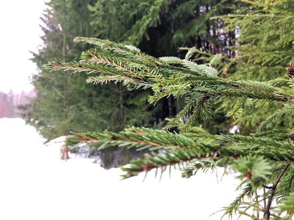 Větev Vánočního Stromu Pozadí Bílého Sněhu — Stock fotografie
