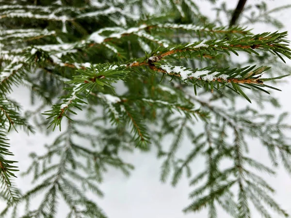 Ramo Uma Árvore Natal Contexto Neve Branca — Fotografia de Stock