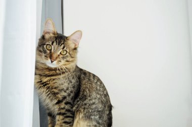 Güzel gri kedi pencere kenarında oturuyor ve pencereye bakıyor..