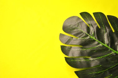 Tropik palmiye yapraklarının ortasında epty boşluk var. düz yatış, üst görünüm.