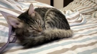 Yatakta uyuyan kedi. Tembel hayvan dinlenme manzarasını kapat. Samimi ve mutlu kedi yavrusu