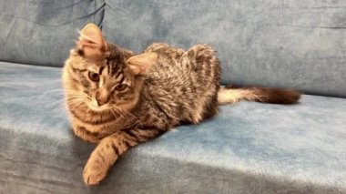 Maine Rakun kedi yavrusu mavi bir kanepede uzanıyor ve oynuyor..