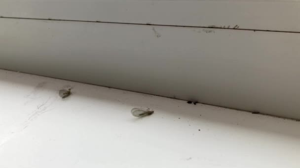 Halfdode Muggen Liggen Een Witte Vensterbank — Stockvideo