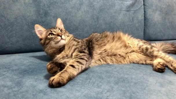 Maine Coon Gatito Acostado Jugando Sofá Azul — Vídeos de Stock