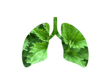 Açık yeşil ısırgan otu. Ciğerlerin siluetini delip geçmiş. Uluslararası Astım Günü