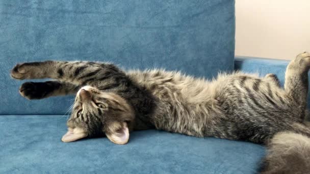 Maine Coon Gatinho Deitado Esticado Sofá Azul — Vídeo de Stock