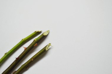 Kopya alanı olan beyaz arkaplanda dikenli üç gül sapı.