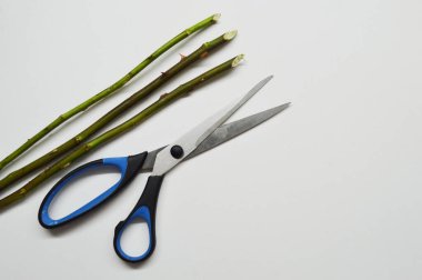 Dikenli ve makaslı üç gül sapı beyaz bir arkaplanda kopyalama alanı ile.