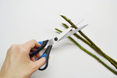 Beyaz arka planda dikenli gül sapları kesen kadın..