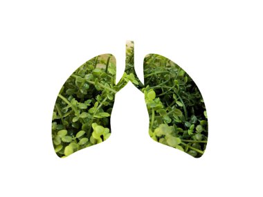 Küçük yapraklı yeşil yapay bitki. Ciğerlerin siluetini delip geçmiş. Uluslararası Astım Günü