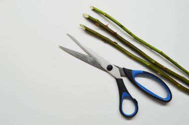 Dikenli ve makaslı üç gül sapı beyaz bir arkaplanda kopyalama alanı ile.