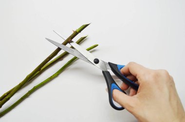 Beyaz arka planda dikenli gül sapları kesen kadın..