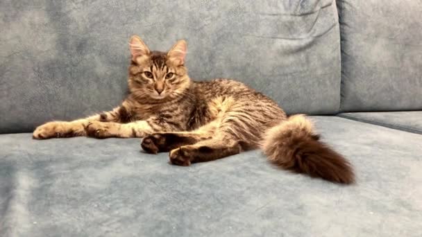 Maine Coon Kitten Lying Blue Sofa — Stock Video