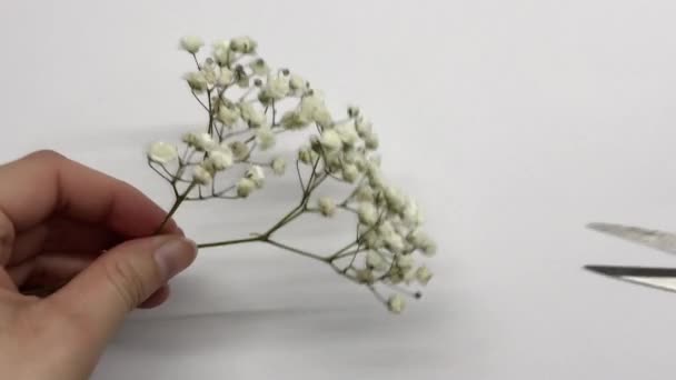 Mujer Corta Una Ramita Con Montón Pequeñas Flores Blancas Con — Vídeos de Stock