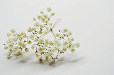 Kopyalama alanı olan beyaz bir arkaplanda bir sürü beyaz çiçekli dal.