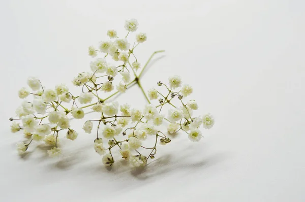 Větvička se spoustou bílých malých květin na bílém pozadí s kopírovacím prostorem Stock Fotografie