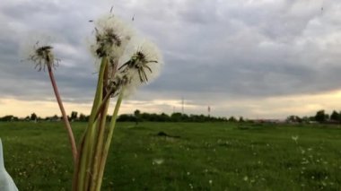 Karahindiba demeti bahar çiçekleri beyaz kabarık tohumlarla el ele tutuşup açık bir Sunny Park 'ta gökyüzüne doğru yayılıyor.