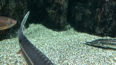 Çeşitli tatlı su balıkları ve mersin balıkları su altında yüzer..