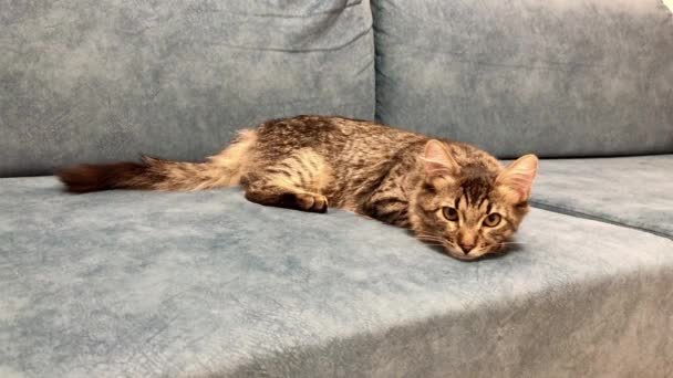 Maine Coon Gatito Acostado Jugando Sofá Azul — Vídeos de Stock