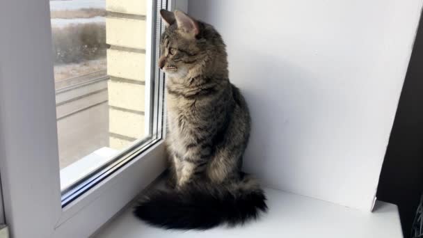 Beautiful Grey Cat Sitting Windowsill Looking Window — Stock Video