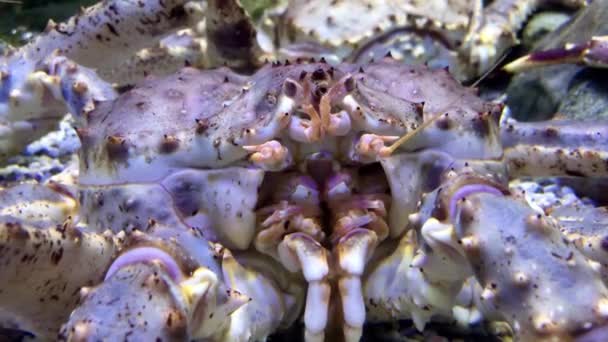 Kamchatka Krab Gezicht Onder Water Close — Stockvideo