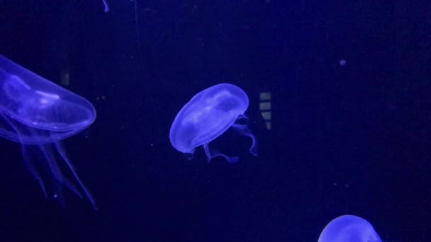 Medusas Azules Bajo Agua Sobre Fondo Oscuro — Vídeos de Stock