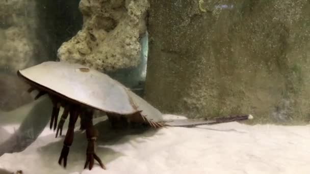 Fisch Notostraca Unter Wasser Glasaquarium — Stockvideo