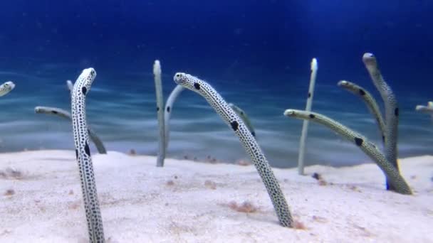 Congridae Subaquático Fundo Mar Arenoso — Vídeo de Stock