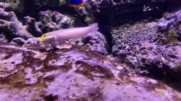 Peixe Filtra Areia Fundo Mar Contra Pano Fundo Corais Pedras — Vídeo de Stock