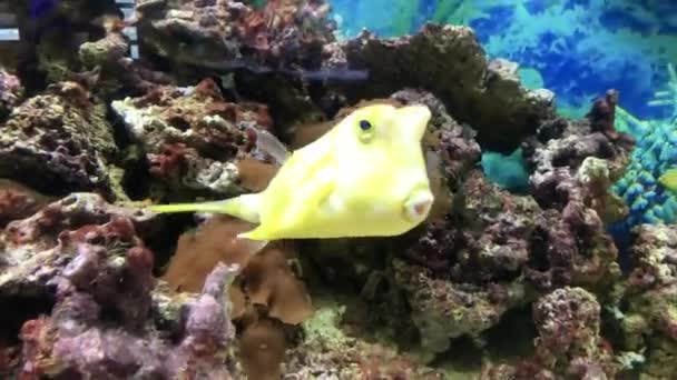 サンゴ礁の背景にある黄色の魚テトラオドン科 — ストック動画