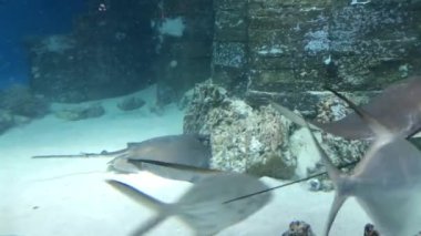 Birçok farklı balık ve vatoz taşların arka planında su altında yüzer.