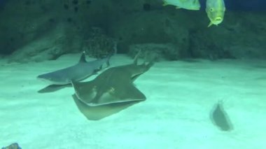 Köpekbalığı ve vatoz deniz tabanında yüzer.