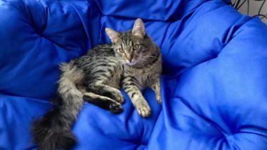 Maine Rakunu kedi mavi sandalyede yatıyor..
