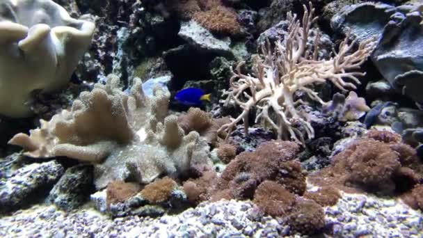 Podwodny Obraz Rafy Koralowej Tropikalnych Ryb — Wideo stockowe