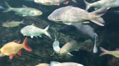 Bream, carp, perch crucian carp swim under water