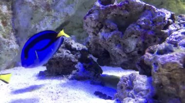 Taşların arka planında Fish Paracanthurus ve Sphoeroides var..