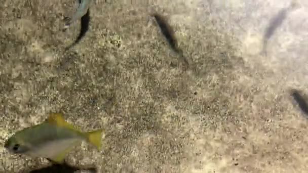 Μικρά Ψάρια Που Κολυμπούν Ανοιχτά Νερά — Αρχείο Βίντεο