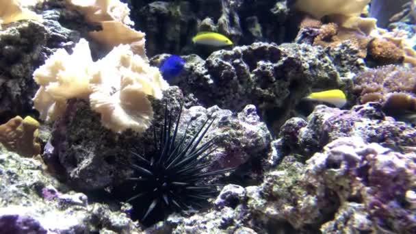 Immagine Subacquea Della Barriera Corallina Dei Pesci Tropicali — Video Stock