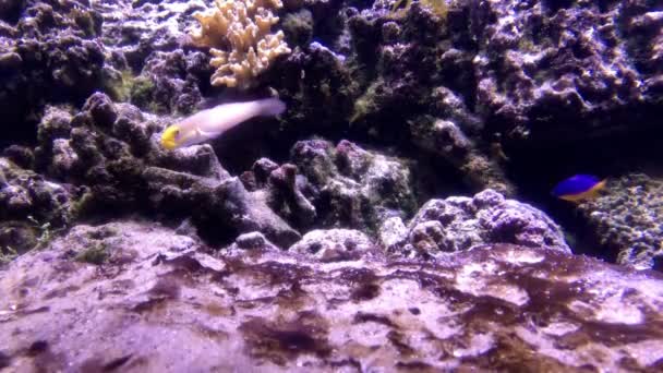 Fish Filters Sand Seabed Backdrop Corals Stones — Stock Video