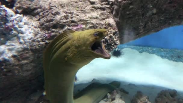 Grote Groene Murene Paling Zeebodem Opent Mond Van Dichtbij — Stockvideo