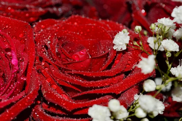用水滴把一束鲜美可口的玫瑰做成特写 送花花束 选择性聚焦 浅层场深度 — 图库照片