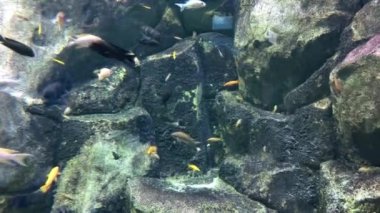 Birçok farklı balık taşların arka planında suyun altında yüzer..