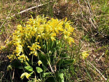 Tarladaki kuru otların arka planında bir grup sarı çuha çiçeği.