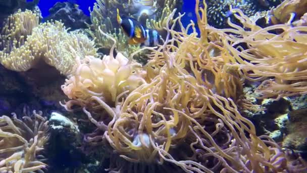 Underwater Image Coral Reef Tropical Fishes — Stock Video