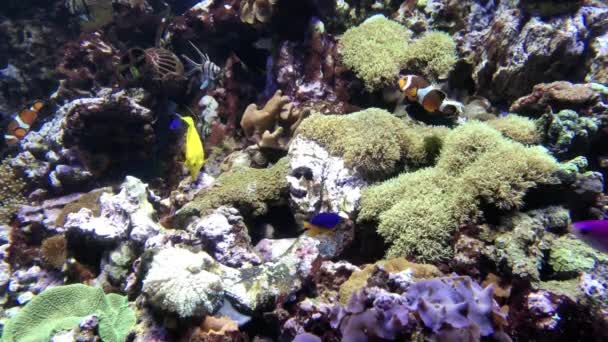 Image Sous Marine Récifs Coralliens Poissons Tropicaux — Video