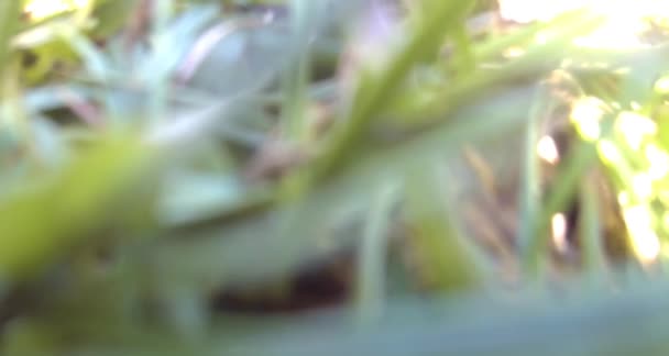 四分体在田野上空起飞 它的影子在草地上清晰可见 — 图库视频影像